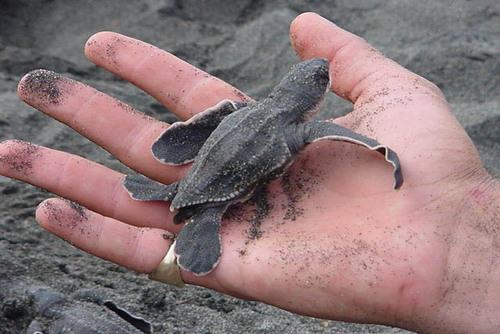 oneworld365's tweet photo. View our rewarding volunteer opportunities in Costa Rica http://t.co/KG7ayCRb0E http://t.co/x9HMjrHeFK