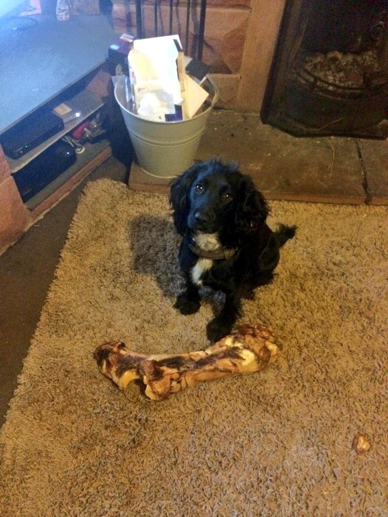 redshepherdess's tweet image. bea dog, I think that&apos;s slightly to big! #cockerspaniel #twicethesize