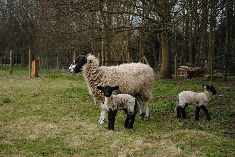 Hello #bedfordshirehour we have some very seasonal news to share, lambs have arrived at Jordans Mill!