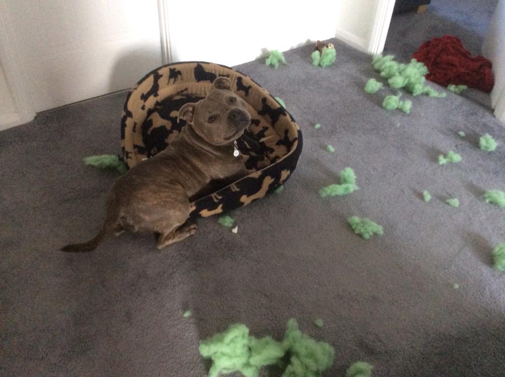 Jaspergratt's tweet photo. I think now is a very good time to tell my mum how very much I love her! ❤️ #caught #redpawed #lovesher ❤️🐾❤️ http://t.co/bTpbqiw4Z4