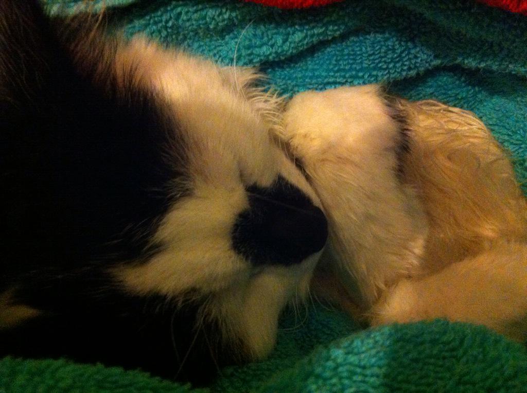 AmberSacredoak's tweet photo. Oh dear.... The kitten fell in the bath which was full :P silly smudge http://t.co/QNCqJwKFE5