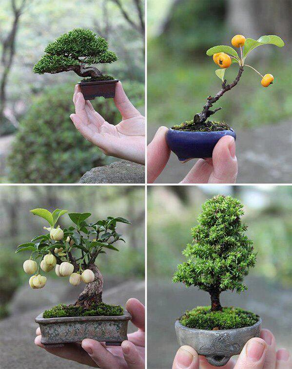 HergunYeniBilg's tweet image. JAPON SANATI Bonsai, özel tekniklerle ağaçların saksılar içinde budanarak ve bodurlaştırarak büyütülmesi sanatıdır