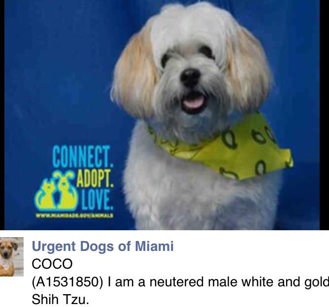 beaumadisonpc's tweet photo. @UrgentDogsMiami Please share👆👆#AdoptCoco #rescuedog #FosterDog #pledge💰 #Miami #FL #RT #Urgent http://t.co/twiiqL8ShQ