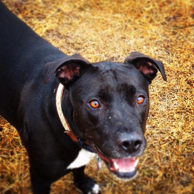 Marlee_The_Pit's tweet photo. 50% of goal. ‼️hours left‼️ Plz #Donate #HelpMarleeRunAgain will you make the difference? https://t.co/eNdfKoRBHn http://t.co/tcUY48qXF5