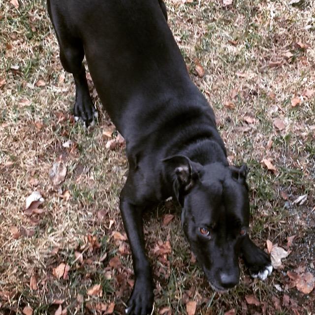 Marlee_The_Pit's tweet photo. 50% of goal. ‼️hours left‼️ Plz #Donate #HelpMarleeRunAgain will you make the difference? https://t.co/eNdfKoRBHn http://t.co/tcUY48qXF5