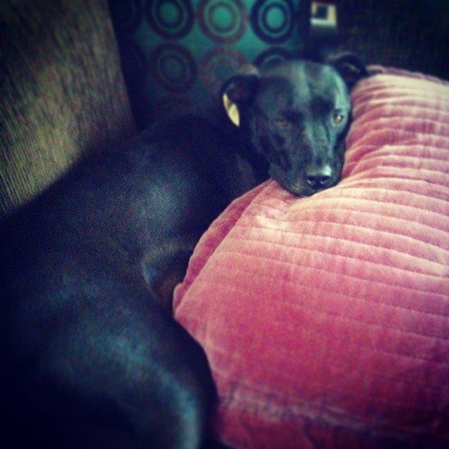 Marlee_The_Pit's tweet photo. 50% of goal. ‼️hours left‼️ Plz #Donate #HelpMarleeRunAgain will you make the difference? https://t.co/eNdfKoRBHn http://t.co/tcUY48qXF5