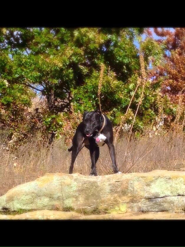 Marlee_The_Pit's tweet photo. 50% of goal. ‼️hours left‼️ Plz #Donate #HelpMarleeRunAgain will you make the difference? https://t.co/eNdfKoRBHn http://t.co/tcUY48qXF5