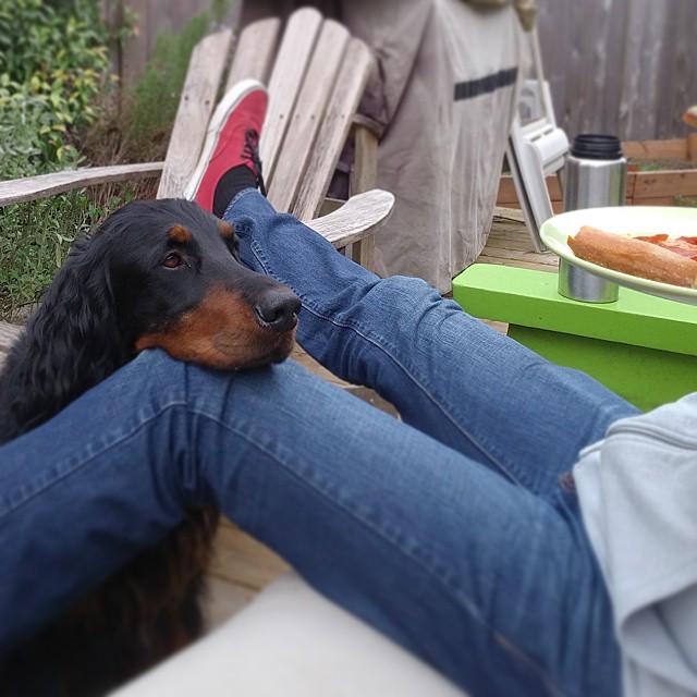 dDBlythe's tweet photo. Oh, the lengths we must go to in order to keep a #gordonsetter from stealing the pizza! #backyardshenanigans #birdd… http://t.co/ho2cCXYwhP