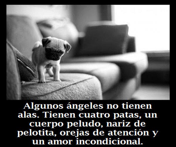 asaam_bizkaia's tweet photo. #AdoptaNocompres #AdoptADog #ASAAM Contacto: asaam.vizcaya@gmail.com  http://t.co/Tg8EU4cSTp  http://t.co/Du5aUjPgKJ http://t.co/1TEjrdzh2N