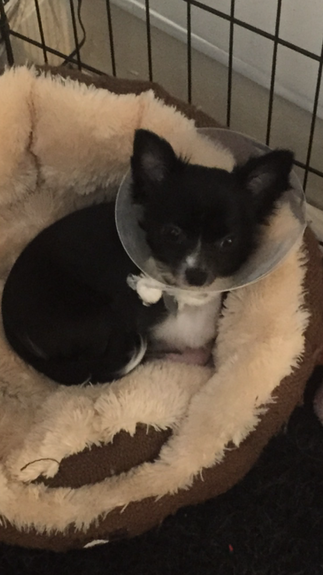 Smurfette110's tweet photo. @BondiVetFans Can you help a little buddy in need? http://t.co/uvjY7iuXLE #mouse http://t.co/YrbUfd3a3r