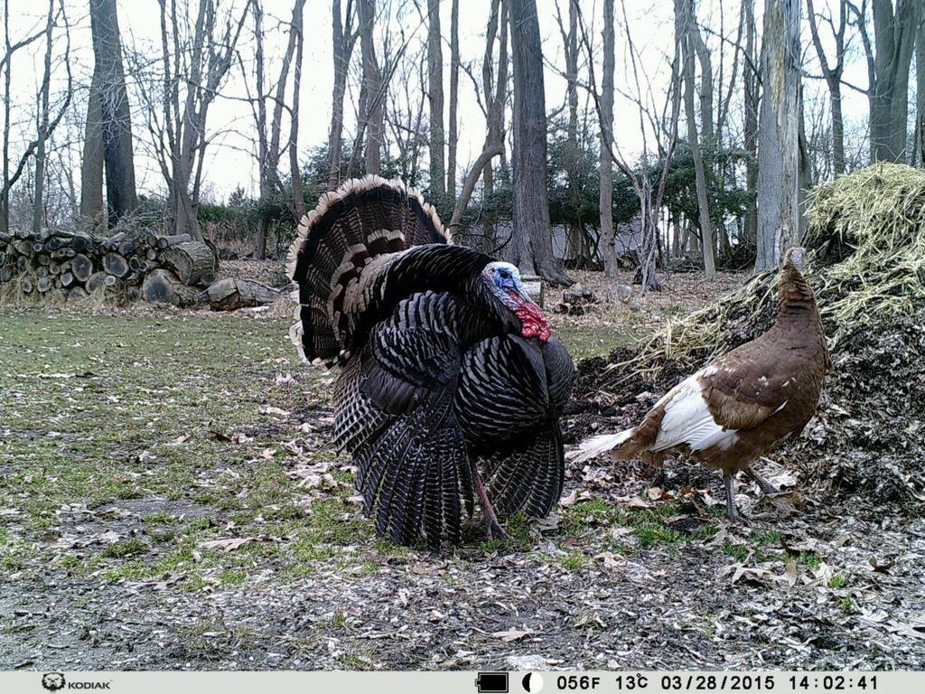 TrailCamPorn's tweet photo. RT if you're ready for turkey season!! http://t.co/fDKNiaVCOu