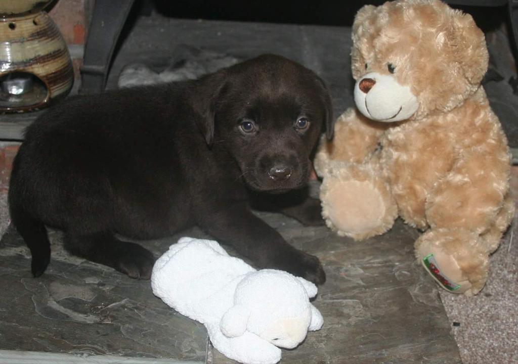 SteveMavin's tweet image. Meet new puppy Oliver for you to look after all @thevikingvets. Coming to see James soon.