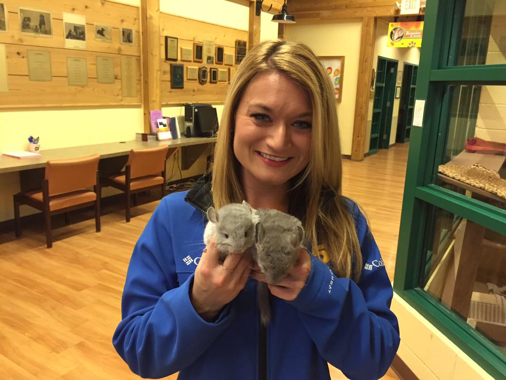 aprildovorany's tweet image. #wisconsin #chinchillas the story behind these little guys getting rescued on @CBS58 website 😊