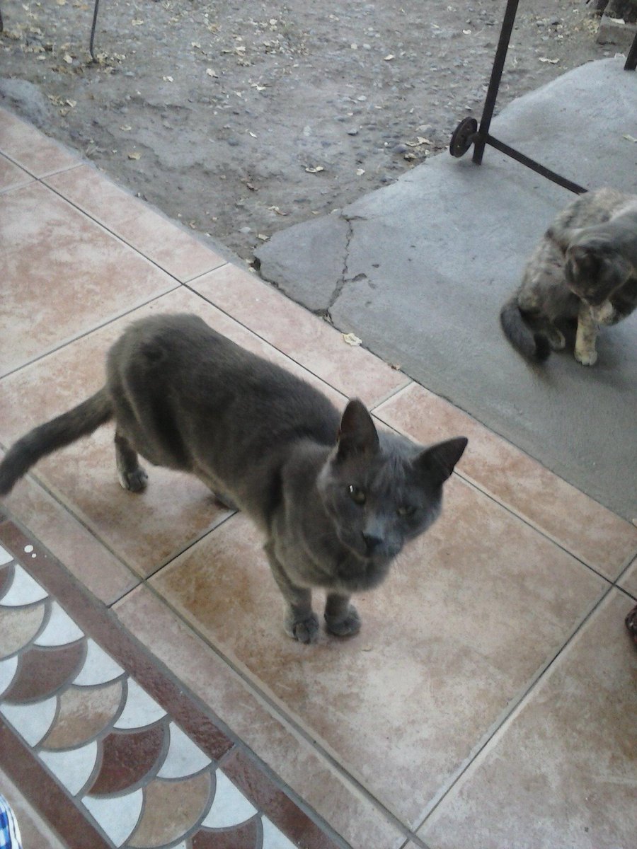 ElFlorDelTecno's tweet photo. @AdopGatosChile @SoyCatLover #RegaloGato muy cariñoso y tranquilo, 2 años aprox, macho, sin esterilizar, Cerrillos. http://t.co/Ydqpwvu6Wa