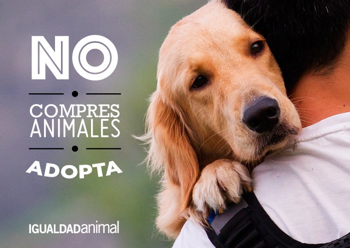 IgualdadAnimal's tweet photo. Los #animales no son cosas, por eso nunca compres, siempre #adopta. ¡RT para concienciar! #NoCompresAdopta http://t.co/qW948ubHUz