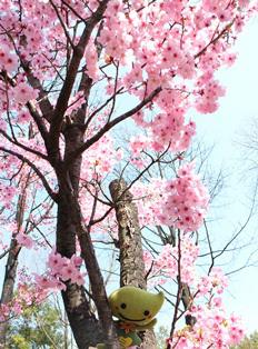 横浜市緑区役所 ズーラシアも桜 ズーラシアでもきれいな桜が見られるよ 中山商店街で配布中のお得なチケットをゲットして遊びに行こう ミドリングッズがもらえる特典も チケット配布対象店舗など詳細は Http T Co Almip2h6sf Http T Co Yhmzecbpe6