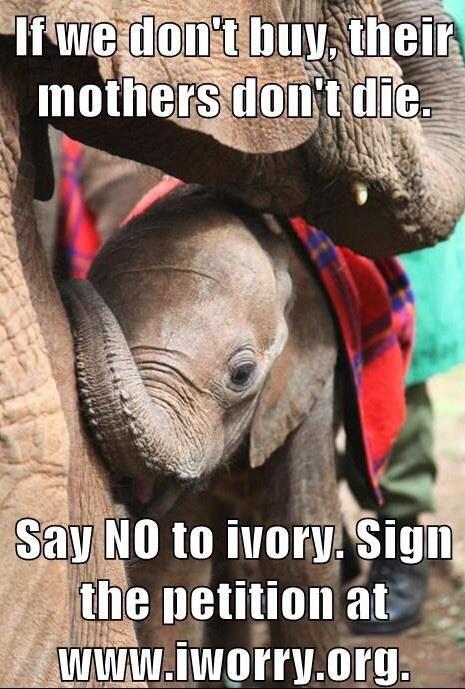 It only takes a few moments to help make a difference in their lives. Please sign the petition. 🐘🐘 #NoToIvory🐘🐘