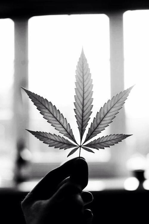 _Truffle_Report's tweet photo. Rt if you're for the legalization of marijuana 👌 http://t.co/Rgj4fTDM86