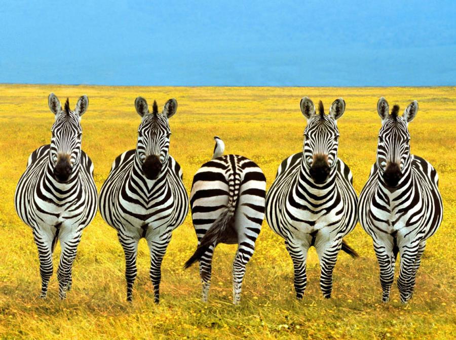 EyeonesKids's tweet photo. In order to be irreplaceable one must always be different.
http://t.co/dWEBsPGxDR http://t.co/ybVvdxG35j