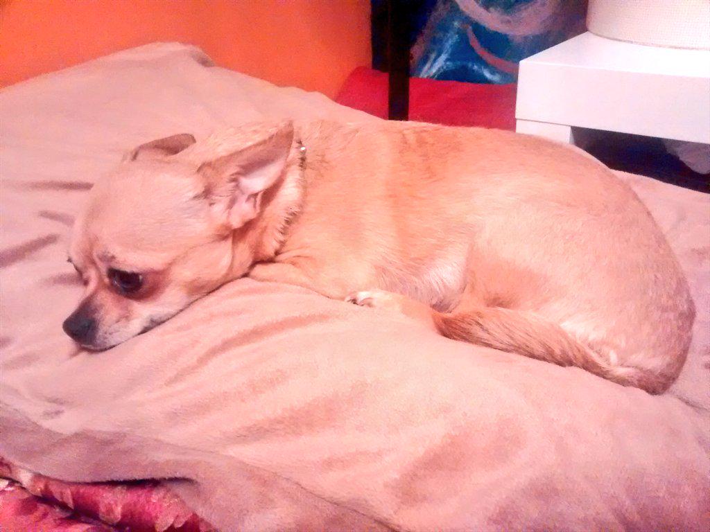 TheGoldenCutie's tweet photo. I'm back! Chillin with my home girl @StephMichelLeon :D so nice to be back with my human friend! #sleepover #bffs http://t.co/Q8jrD7ExNy