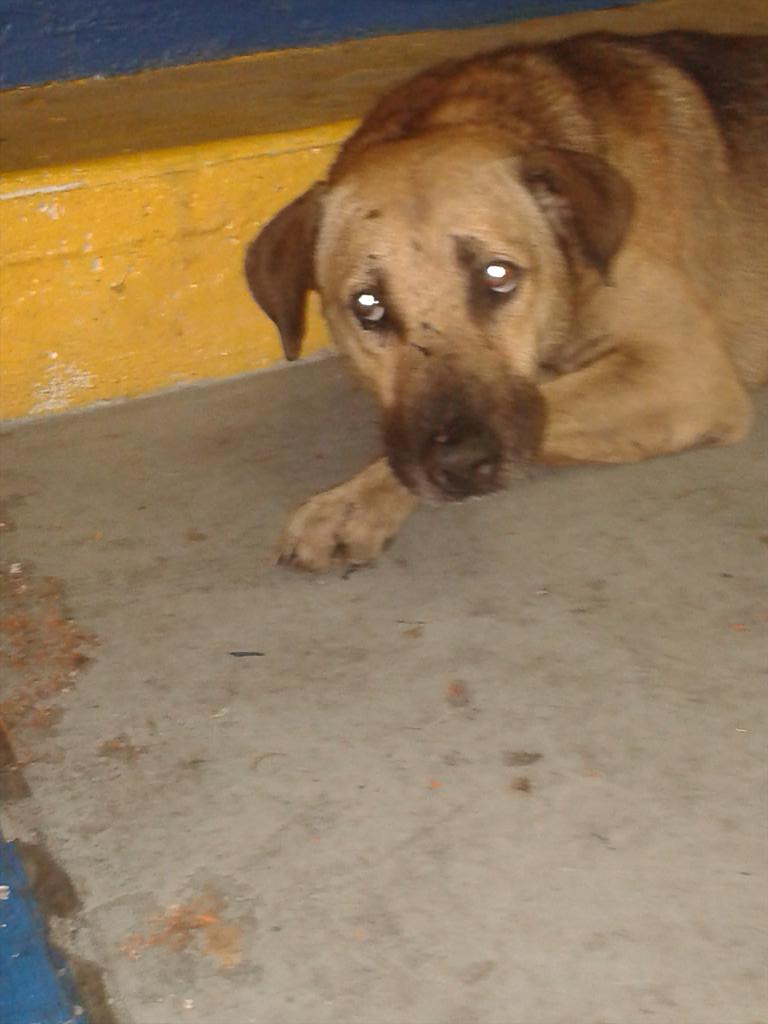 Sonimrd's tweet photo. @ASOGUAU @ManosXpatas @TapasxPatas @PCCarabobo, ya no tiene espinas. Esta bien. Mil gracias a @Asinosven http://t.co/0O8WzmV3JW