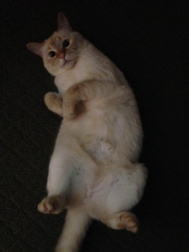 SNCKPCK ★彡 (@snckpck) on Twitter photo 