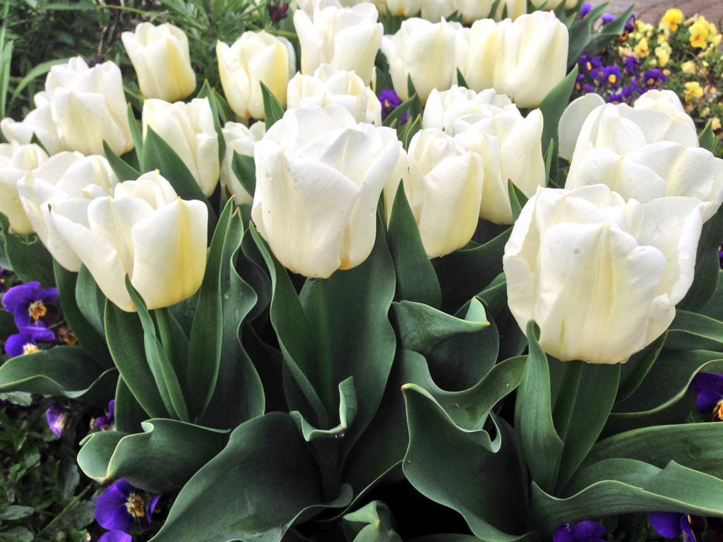 ChrisseaTea's tweet photo. #Tulips #WhiteTulips #PrettySpringFlowers #HyackSquare #ColumbiaStreet #NewWest #AnvilCentre #SpringIsHere 🌷🌷🌷🐝⛅️☀️😊 http://t.co/GODzcWy8yb