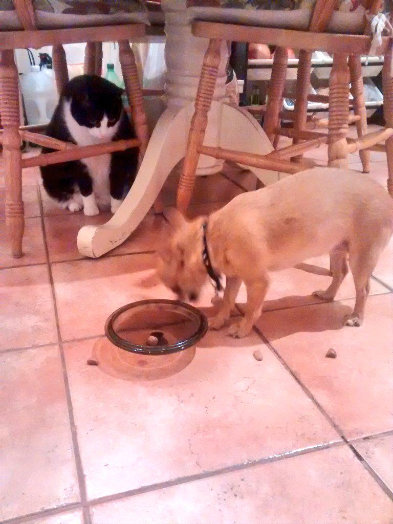 MeowBond's tweet photo. My Chihuahua friend @TheGoldenCutie is back. I like her..but I don't understand her. I shall observe from afar #spy http://t.co/8CMYNRLZyi