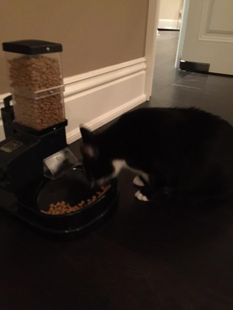 deadmau5's tweet photo. Yeah. Nice to see you too meowingtons. No... Please.. Eat. I'll be ok. http://t.co/o4qmuNymby