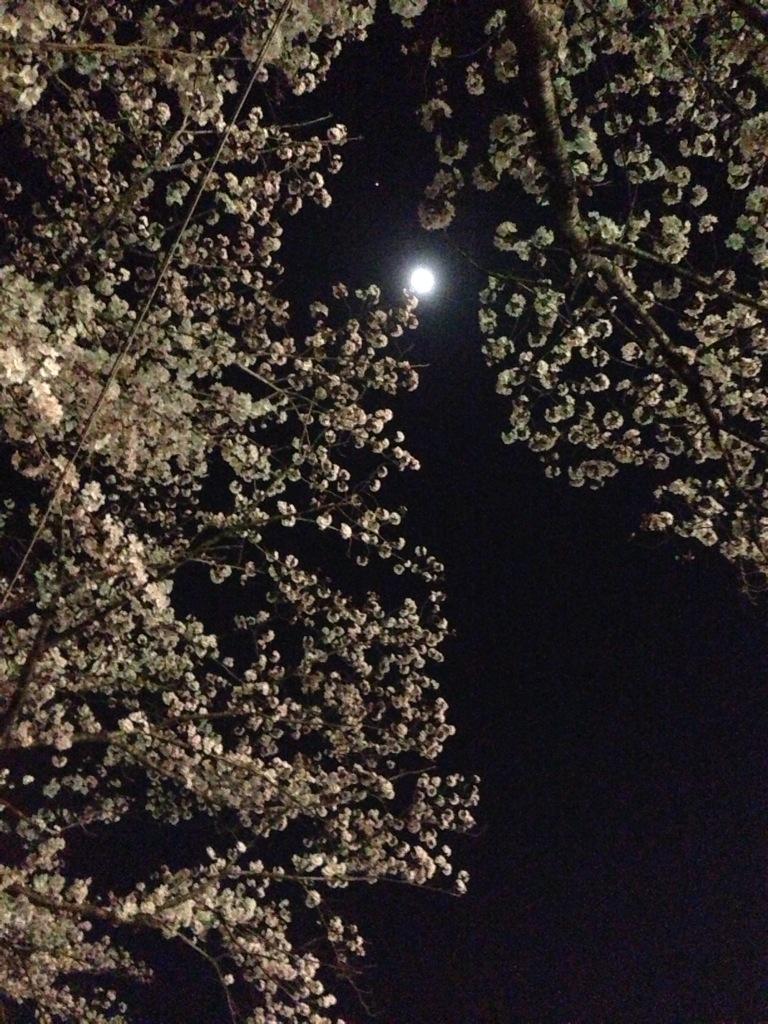 tssg34's tweet photo. 昨日の夜桜ほんっと綺麗だった〜🙆🌸✨ 夜もそこまで寒くなくて春を実感した(笑)
#sprring #城沼#館林#こいのぼり🎏 http://t.co/5eWSx9Emmu