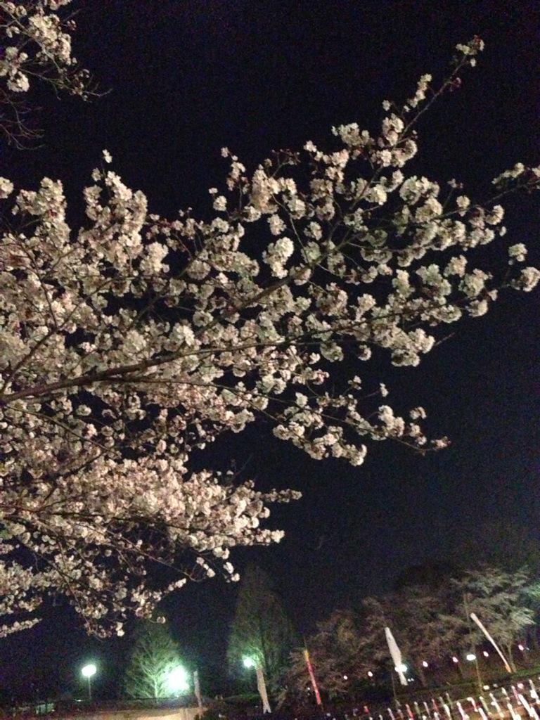 tssg34's tweet photo. 昨日の夜桜ほんっと綺麗だった〜🙆🌸✨ 夜もそこまで寒くなくて春を実感した(笑)
#sprring #城沼#館林#こいのぼり🎏 http://t.co/5eWSx9Emmu