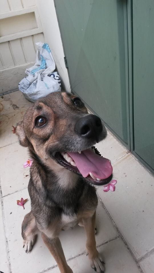 bebaferreira's tweet photo. GRACIAS por sus RT @TEAFundacion @d_huellas 
JACKO regresó a su hogar. Se había perdido, ya está con sus dueñas. http://t.co/1yKjzmxDGW