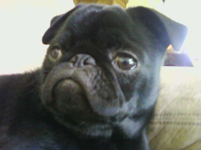 JimboUnplugged's tweet photo. Best Rudy all-time: who U got? Giuliani, Ruettiger, Tomjanovich, #RudyGobert or Rudy The Pug (pictured). Discuss ... http://t.co/twYzu7zfhG