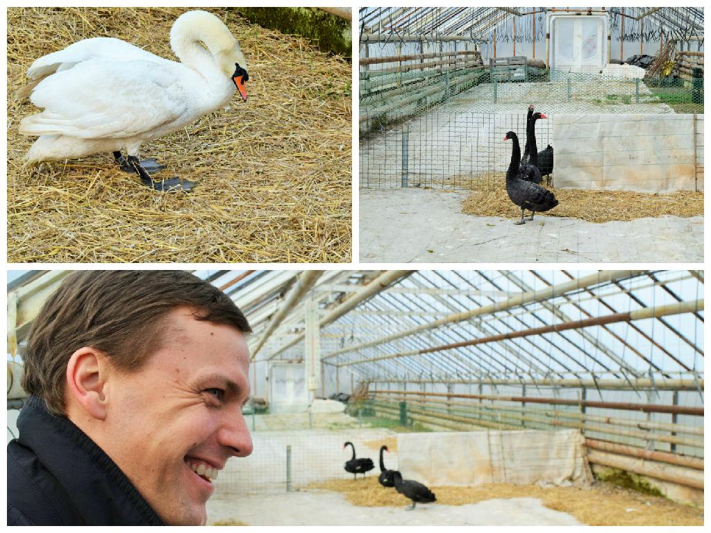 Cēsu gulbjus apciemo <a href="/RozenbergsJ/">Janis Rozenbergs</a> - visi putni ir pie labas veselības &amp; pilsētas dīķos atgriezīsies pēc Lieldienām:) "