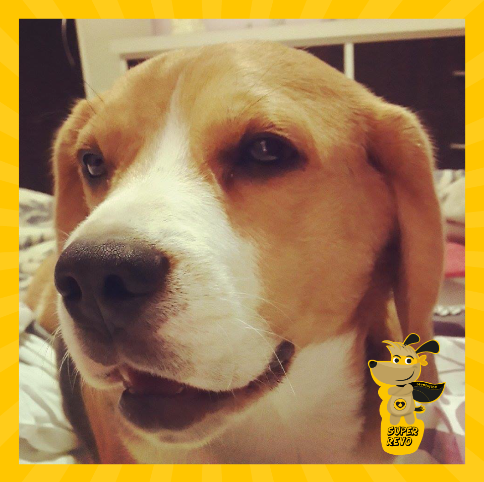 Revolutionarg's tweet photo. #SuperRevo te presenta a este #Beagle tan simpático! RT si tenes uno! #Revolution #AntiPulgas http://t.co/9UwkrZ3Ckt