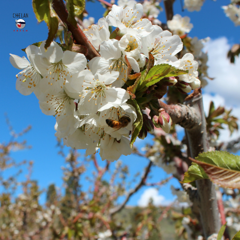 ChelanFresh's tweet photo. Chelan Fresh bees hard at work! #FRESHNESS coming soon to a grocery store near YOU! http://t.co/EHgoEiwex2 #wmtfresh http://t.co/yqF42sGT7i