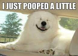 PickensPets's tweet photo. Love your pet, but hate the mess? Let us help you enjoy your yard, again! http://t.co/vr8NvkLkv3