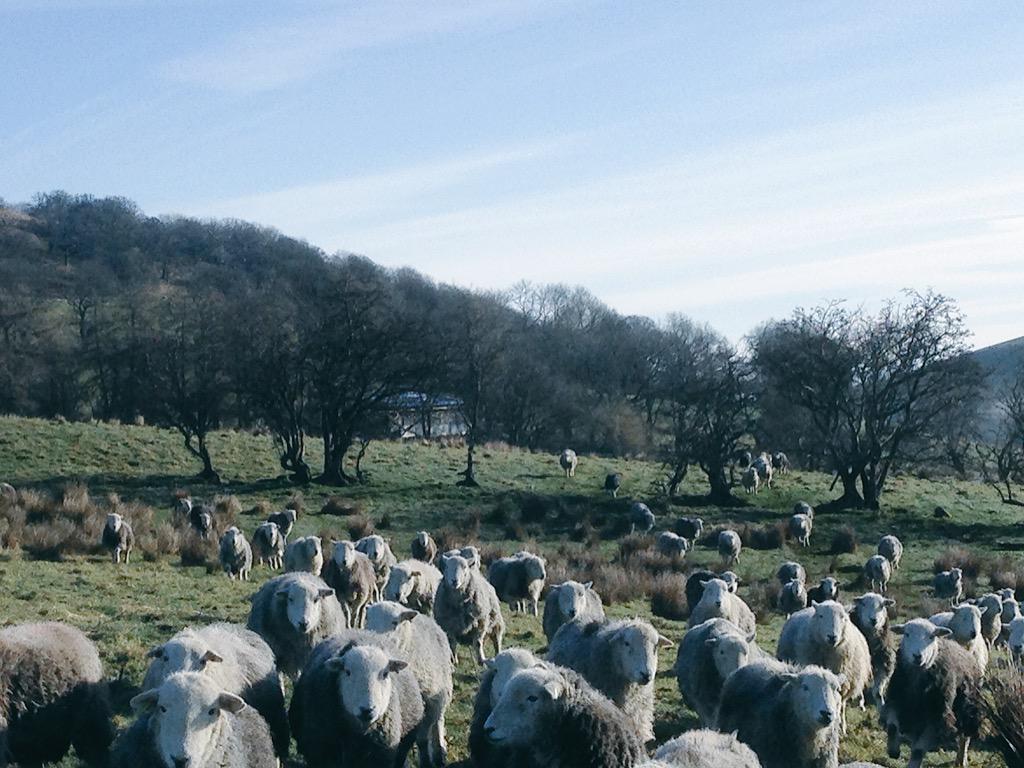 herdyshepherd1 tweet picture