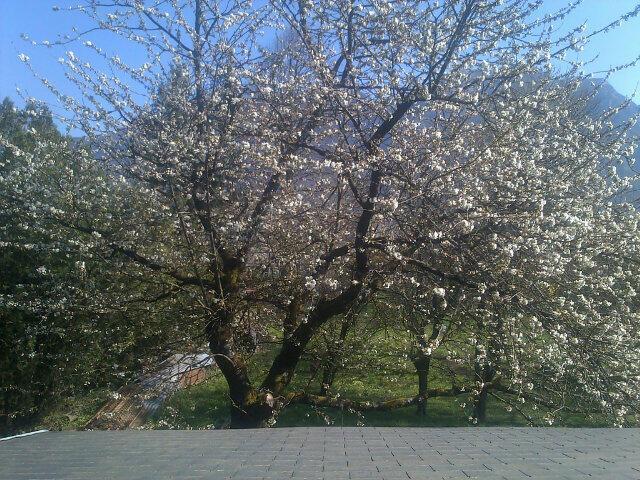 Vue de ma fenêtre #sakura #cherryblossom #cerisierenfleurs #springbreak