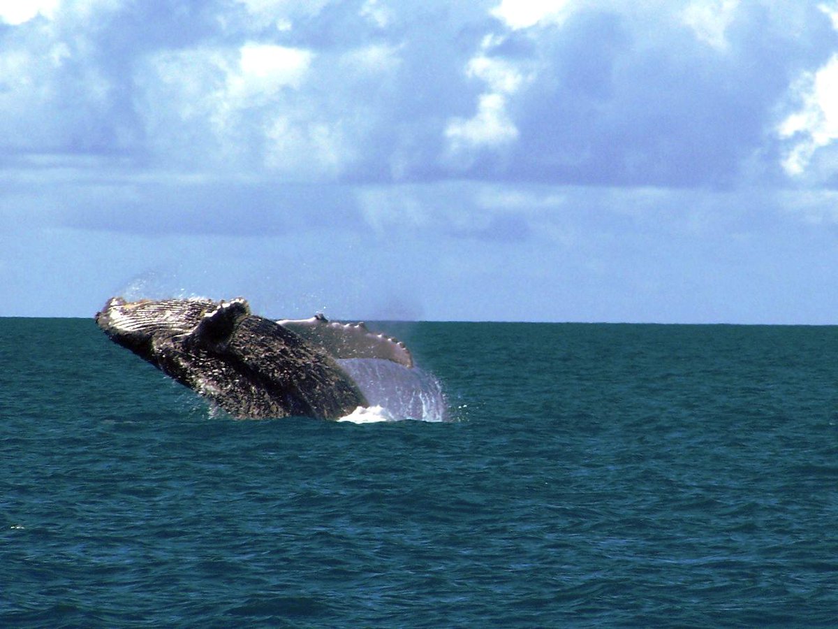 _otherlands_'s tweet image. BAJA CALIFORNIA #Blue, #Humback #Gray #Whale, #WhaleShark, #Sealions &amp;amp; #Turtles!  #mexico #ocean #wildlife #marine