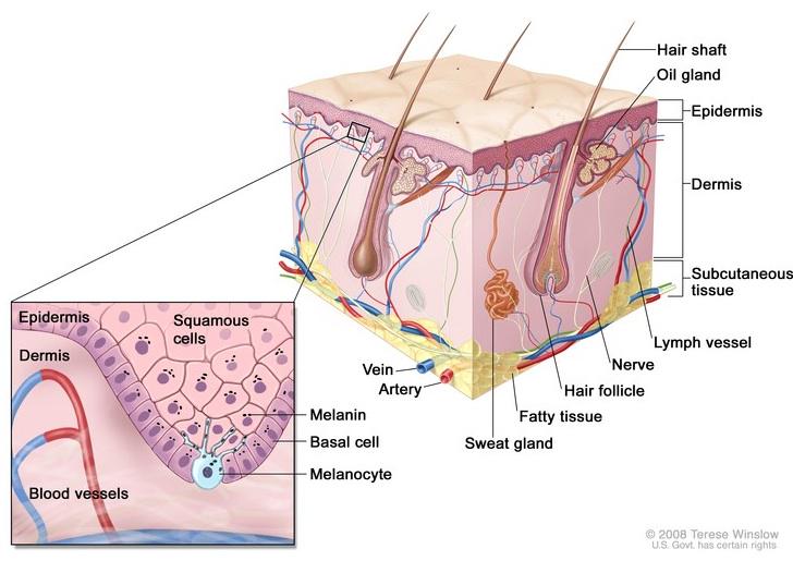theNCI's tweet photo. Melanoma, the most deadly form of skin cancer, can occur anywhere on the body: http://t.co/R9Q05uvUWn http://t.co/fEthPpkDKQ