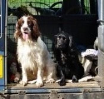 FindSherlock's tweet photo. #RUBYandSKYE Black Cocker+ESS #STOLEN http://t.co/cP1IuYrRoC + http://t.co/g7DWMbcEd7 #HOLTONSTMARY #SUFFOLK #CO7 #RT http://t.co/jwSmKsUwyD