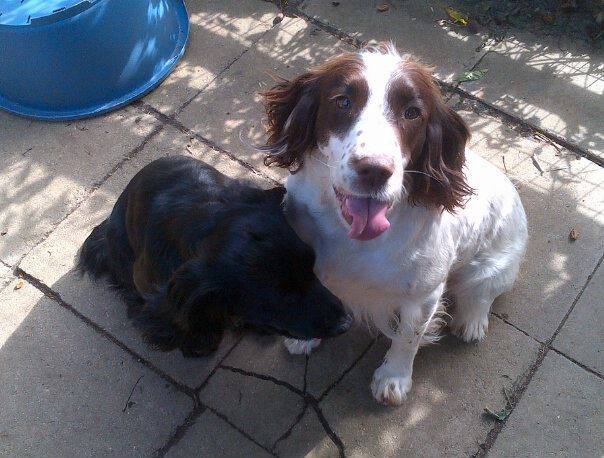 FindSherlock's tweet photo. #RUBYandSKYE Black Cocker+ESS #STOLEN http://t.co/cP1IuYrRoC + http://t.co/g7DWMbcEd7 #HOLTONSTMARY #SUFFOLK #CO7 #RT http://t.co/jwSmKsUwyD