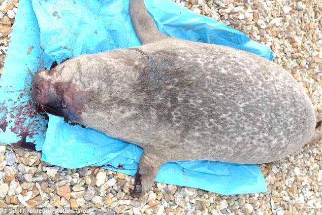 danielscaitlin1's tweet photo. Hundreds of seals are being shot in #Scotland #nrt255 http://t.co/nNPJGQyueU http://t.co/9oNrtUnshP