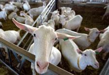 Tehelka's tweet photo. After #BeefBan, Maharashtra govt. consider #MuttonBan | http://t.co/bvM9sfMpLC http://t.co/0qk78qshlY