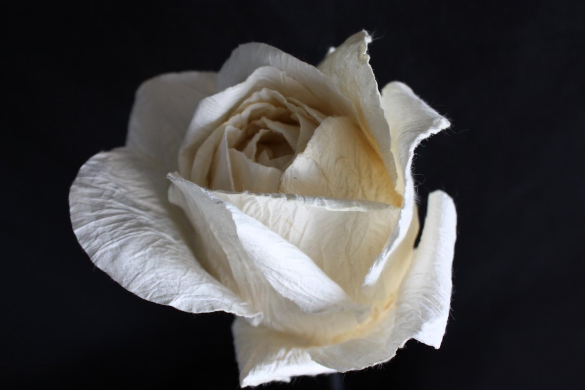 Prachtig om bijvoorbeeld te verwerken in een #bloemstuk onze grote witte #rozen Meer info? info@punna.nl