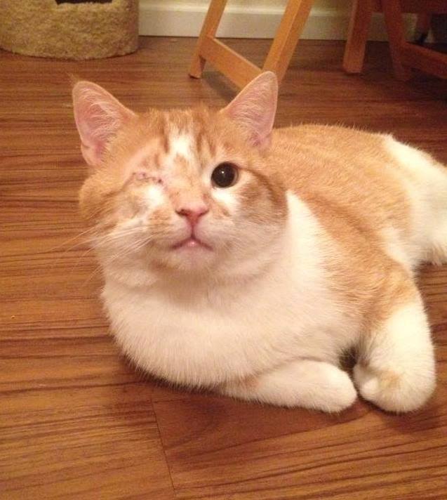 WaysideWaifs's tweet image. Meet Big Hughes! This awesome kitty is hoping he'll find his home at this wknd's adopt-a-thon!
tinyurl.com/o9ghvmn