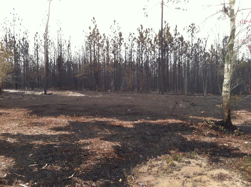 BWReporter's tweet image. Smoke from #brunsco woods fire still in the air.