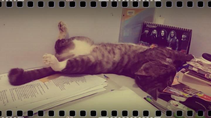iwanrubys's tweet photo. the lazy.. catty !!
#cats #catsoftwitter #pets #petsplay
cc @_rhapsodyoffire http://t.co/lxAevpzY83