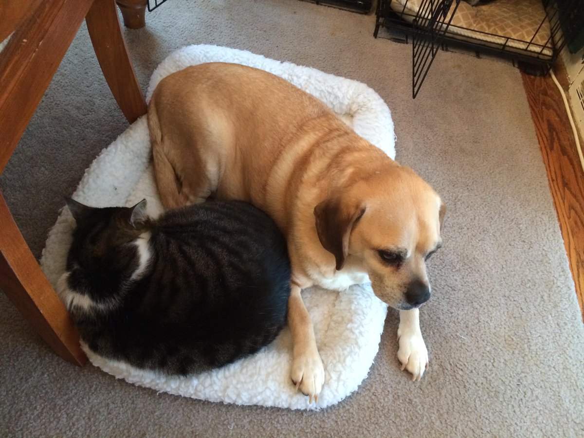 PAWRescue's tweet photo. #Dogs &amp; #cats can get along! Look @ Nutley http://t.co/A36TgSHdGa &amp; Max, both looking for a foster/forever home! http://t.co/GodFVI5iLt
